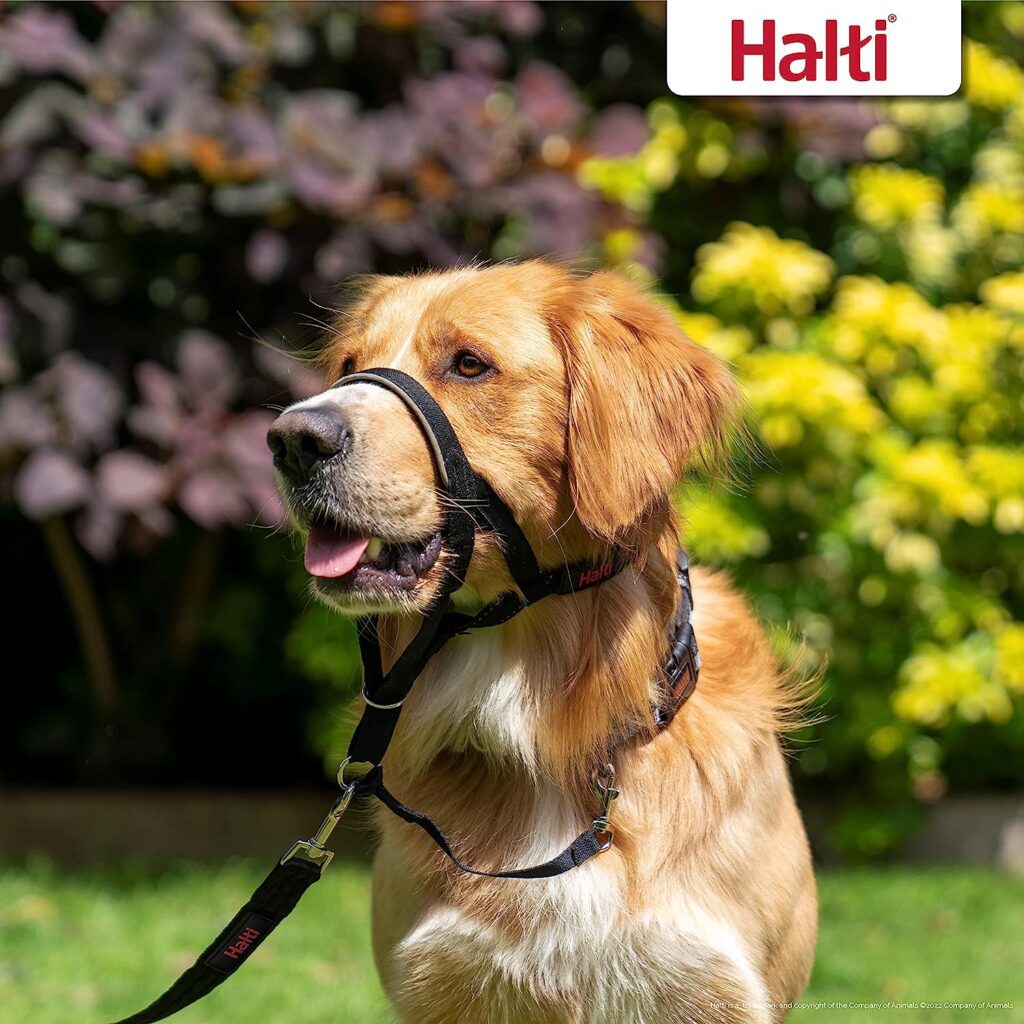 best head collar for dogs