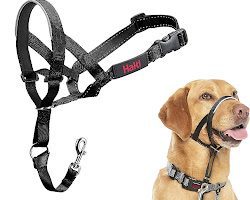 Head Collars: The Best Way to Stop Your Dog from Pulling