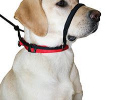 Head Collars: The Best Way to Stop Your Dog from Pulling